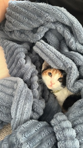 KARAMEL kızımız yuva arıyor 🐾 fotoğraf