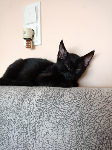 Acil sahiplendirme fotoğraf