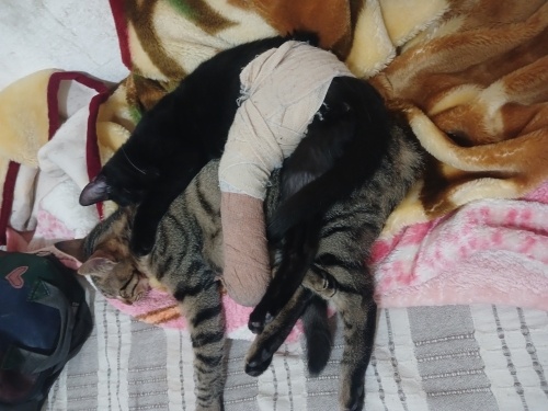 Ücretsiz sahiplendirme acil fotoğraf