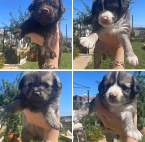 Rus finosu bebekler ücretsiz sahiplendirme fotoğraf