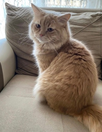 Bulut yuva arıyor fotoğraf