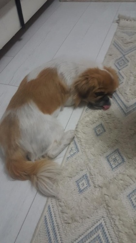 Ücretsiz Pekinez Köpek Sahiplendirme fotoğraf