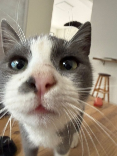 AŞIRI SEVGİDOLU BİRİ EV ORTAMINA UYUM SAĞLAYACAĞI KESİN :) fotoğraf