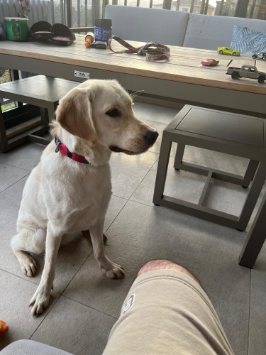 Eğitimli İyi Huylu Safkan fotoğraf