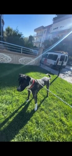 Ücretsiz sahiplenme dünya güzeli labrodor melez kopek terk efiliyor fotoğraf