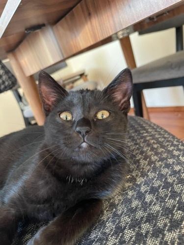 Sevimli Siyah Mini Panter Yuva Arıyor 💛 fotoğraf