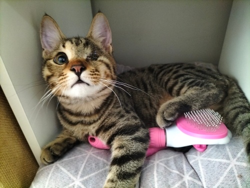 Yumoş, Oyuncu, Mırmırık Oğlana Yuva Arıyoruz ❤️ fotoğraf