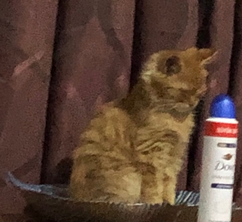 3 aylık yavrumuza yuva arıyoruz fotoğraf