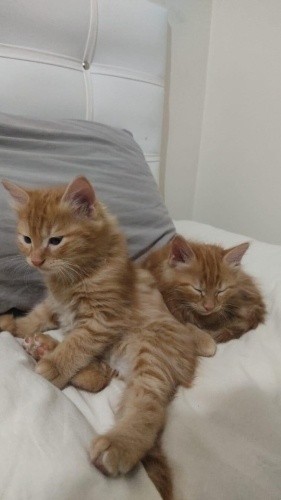 Bu 2 aylık iki yavru kedilerimize yuva arıyorum fotoğraf