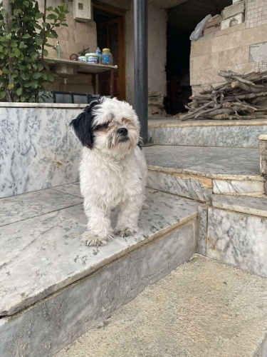 Evde bakılacak ömürlük yuvasını arıyor fotoğraf