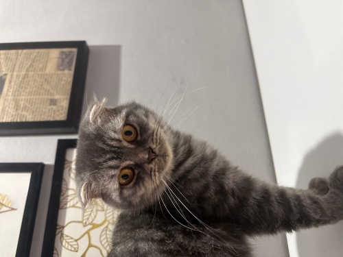 Scottish Fold/ Ücretsiz / Açıklamayı okuyunuz fotoğraf