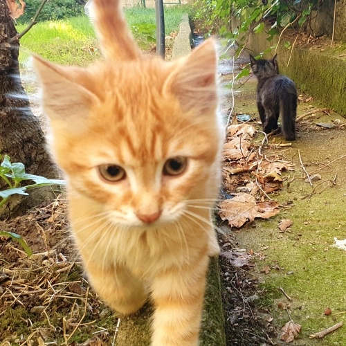 3,5 aylık Güneş ,kardeşi ile yuva arıyor. fotoğraf