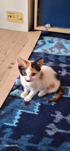 🦋 KÜÇÜK KELEBEK RÜYA İÇİN YUVA ARIYOR – ÜMRANİYE / İSTANBUL 🦋 fotoğraf