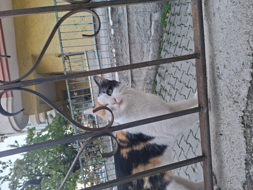 Güzeller güzeli insan canlısı bebişe yuva arıyoruz fotoğraf