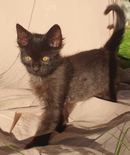 3,5 aylık Bulut, kardeşi ile beraber yuva arıyor. fotoğraf