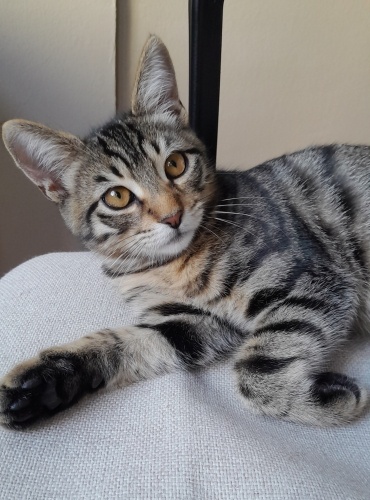 Akıllı Miki ailesini arıyor. fotoğraf