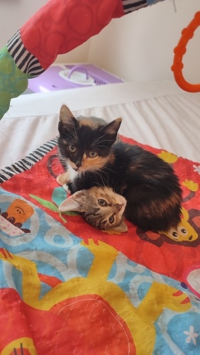 Dötdöte kardeşler yuva arıyor 💓 fotoğraf