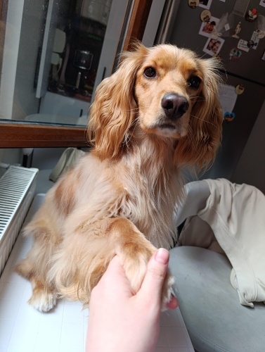 Tarçın Ömürlük Yuvasını Arıyor fotoğraf