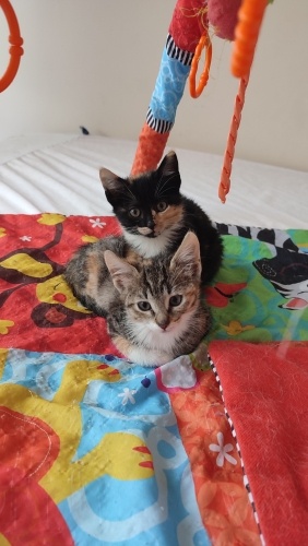 Dötdöte kardeşler yuva arıyor 💓 fotoğraf