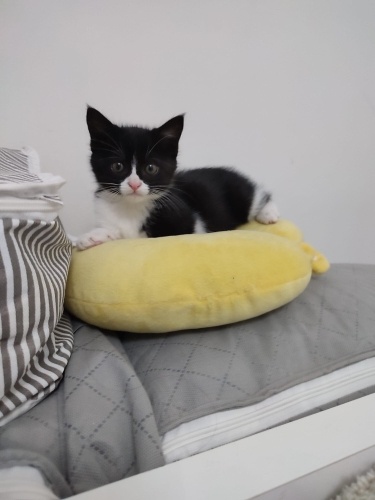 3 haftalık insan delisi bir kız :) fotoğraf