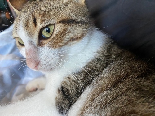 TEKİR KISIR UYSAL ACİL SAHİP ARIYOR fotoğraf