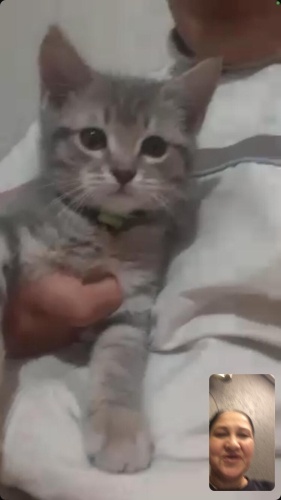 2 AY CİVARI BRİTİSH SORTHAİR MELEZİ fotoğraf