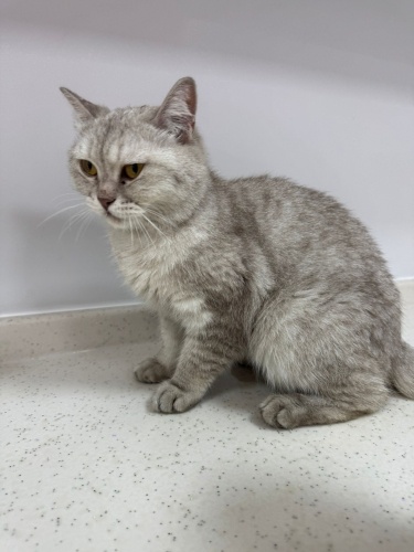 Gofretı terk etmıycek kısıler aranıyor fotoğraf