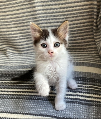 Acil yuva aranıyor fotoğraf