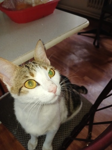 Hamile kedi yuva aranıyor fotoğraf