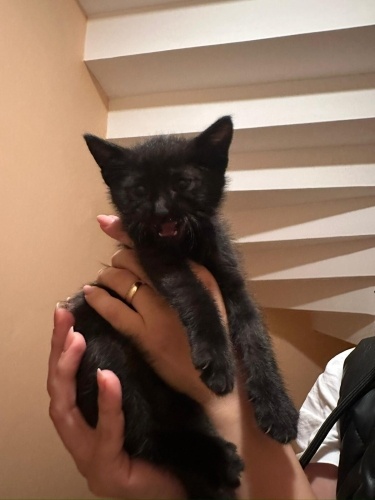 1.5 AYLIK SİYAH DİŞİ fotoğraf