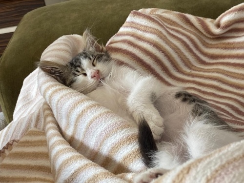 2 AYLIK NORVEÇ ORMAN-VAN MELEZİ‼️ fotoğraf