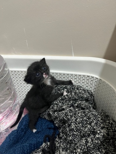 Acil Yuva Aranıyor fotoğraf