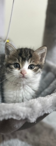 💖 1.5 Aylık Miniş Yavru Kedi Yuva Arıyor! Kardeşi Sahiplendi 💖 fotoğraf