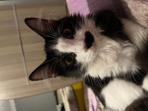 Ömürlük yuvam olur musun fotoğraf