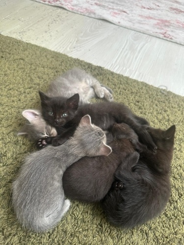 Siyam Tekir Kırması 2 Aylık Tuvalet Eğitimi Olan Minikler fotoğraf