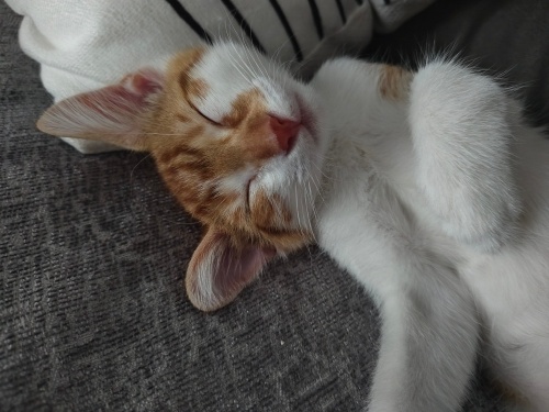 Topunu attığınızda size geri getiriyor çok sevecen fotoğraf