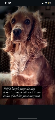 Trüf 2,5 yaşında kalıcı bir yuva arıyor. fotoğraf