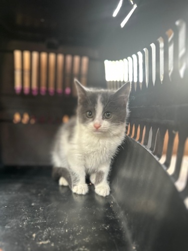 Roo size sarılmasın mı? fotoğraf