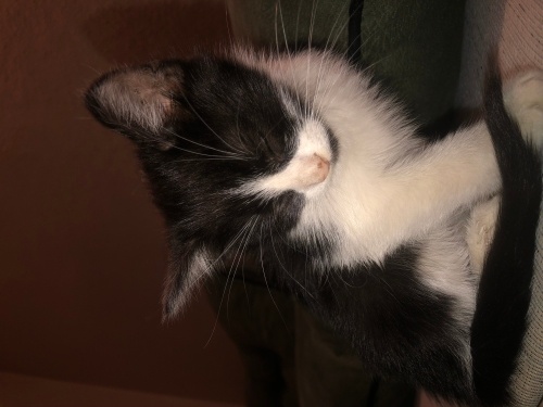 Acil sahiplendirilmesi gerekiyor fotoğraf