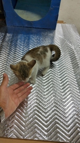 aşırı uslu minik bebek fotoğraf