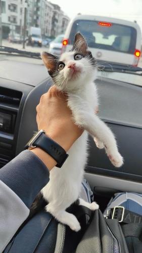 Güzel Neşe’ye acil yuva arıyoruz fotoğraf