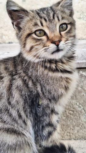 Fıstık Bilecik'te yuva arıyor! fotoğraf