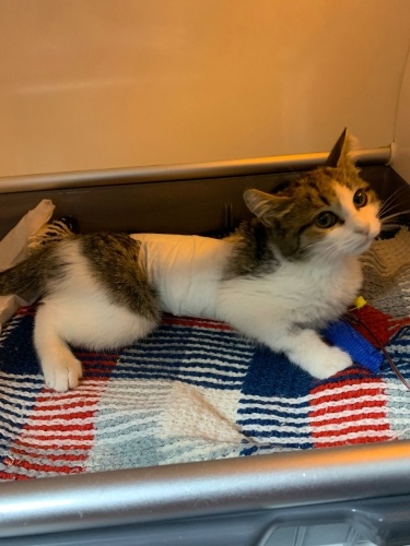 MİNİK YAVRUMUZ YUVA ARIYOR fotoğraf