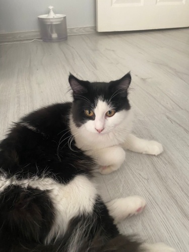 Yari iran kedisi fotoğraf