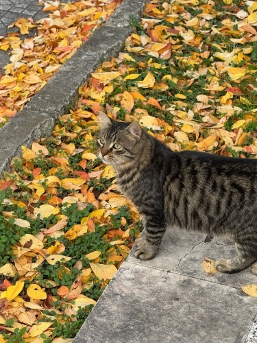 Minik Yaban İçin Kalıcı Yuva Aranıyor fotoğraf