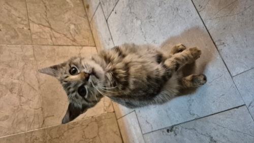 Fıstık ve Fındık yuva arıyoor! fotoğraf