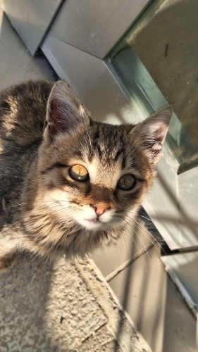 Fıstık yuva arıyoor fotoğraf