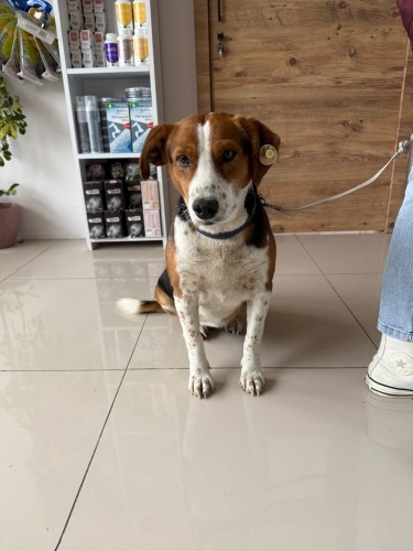 Kısır, sevecen ve cocuklarla arası cok iyi fotoğraf