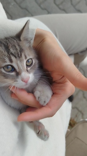 Annesini kaybetmiş minik bir can.. Sıcacık Bir Yuva Arıyor 💔 fotoğraf