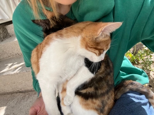 ACİL 3 SEVECEN KISIR KEDİYE YUVA fotoğraf